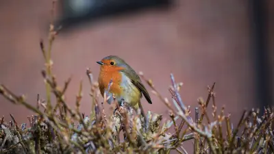Robin on a branch