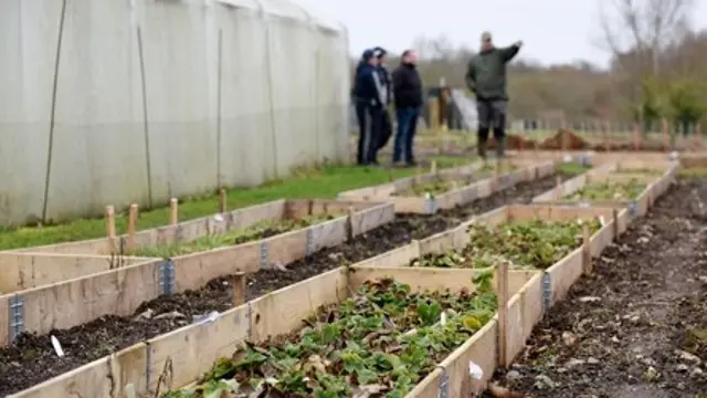 people in vegetable patch with wooden pallets 